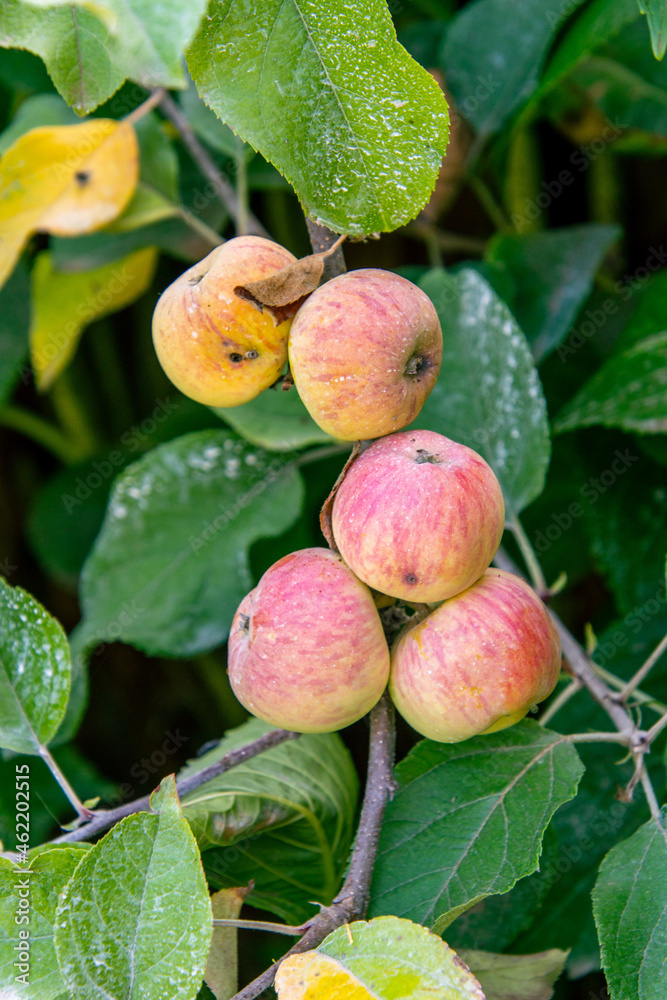 Manzanas Fuji colgando de la rama del árbol Manzanas Fuji colgando de la rama del árbol