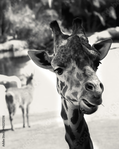 Photography portrait of a giraffe