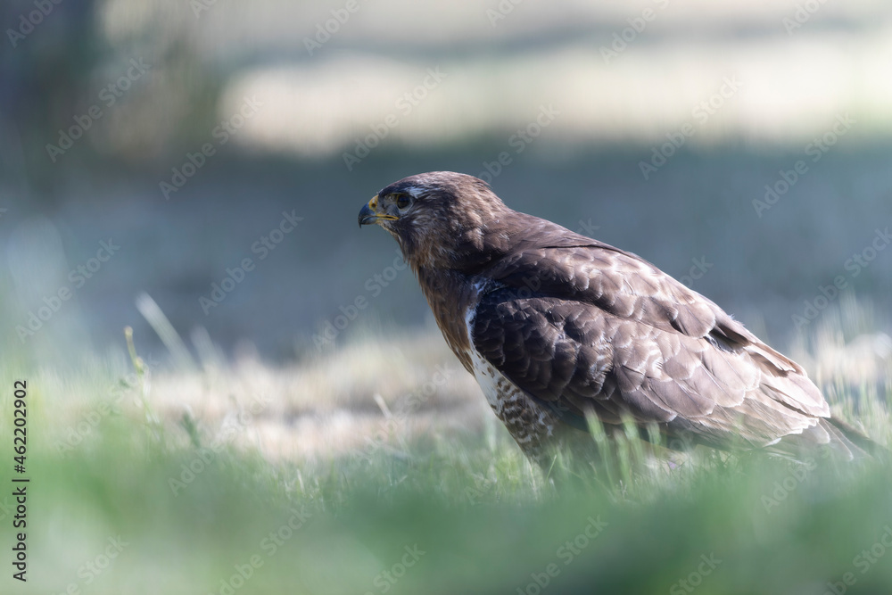 Common Buzzard Buteo buteo in close view Common Buzzard Buteo buteo in close view