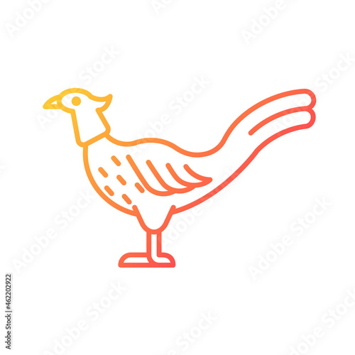 Male pheasant gradient linear vector icon. Commercial poultry farming for food. Ringneck cock. Long feathered tail. Thin line color symbol. Modern style pictogram. Vector isolated outline drawing