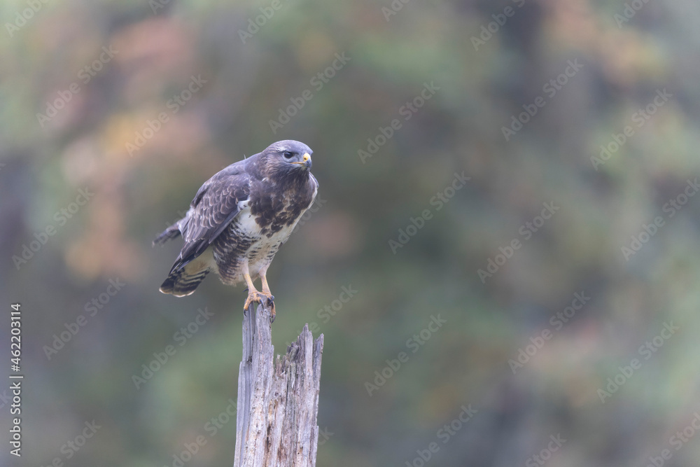 Fototapeta premium Common Buzzard Buteo buteo in close view