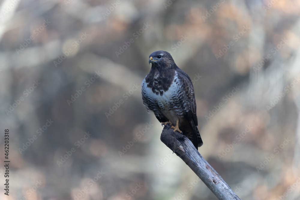 Obraz premium Common Buzzard Buteo buteo in close view