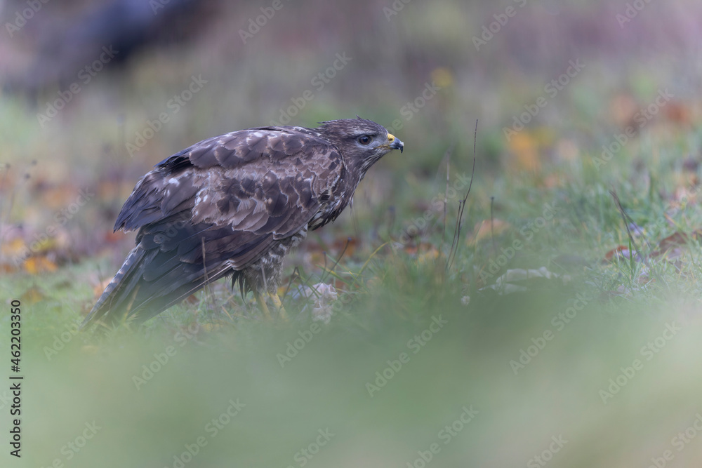 Fototapeta premium Common Buzzard Buteo buteo in close view