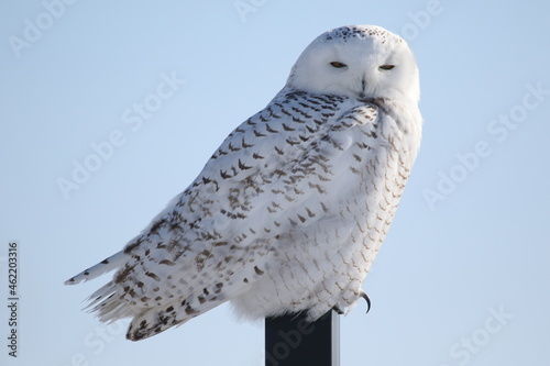 Harfang des neiges, canada photo