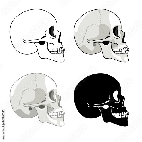 Skull profile. Detailed anatomy and halftone silhouette skulls, skeleton head side set, cranium pictures, brainpan symbols isolated on white background photo