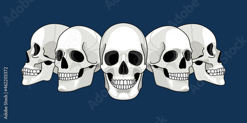 Skull head profile. Human skulls profiles picture, front and side scull bones, skeleton faces, different sides dead man heads cartoon drawing vector