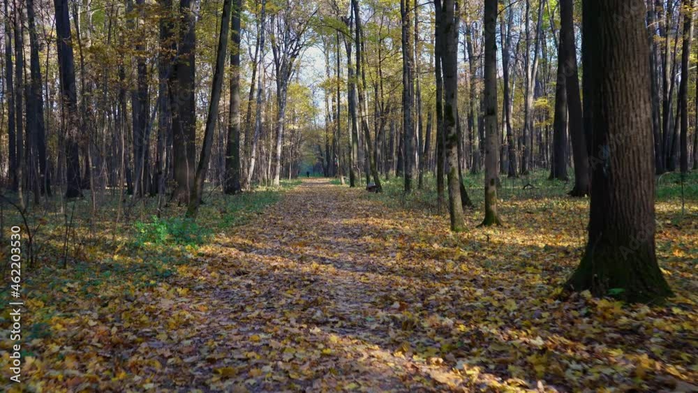 Autumn. A carpet of fallen yellow leaves on the soil. A trip along a forest road Autumn. A carpet of fallen yellow leaves on the soil. A trip along a forest road