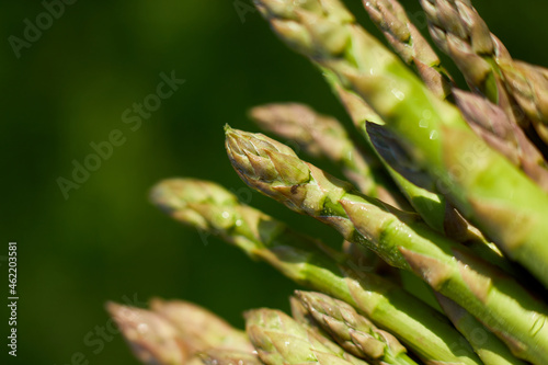 Spears of Fresh green asparagus in the sun, copy space for text