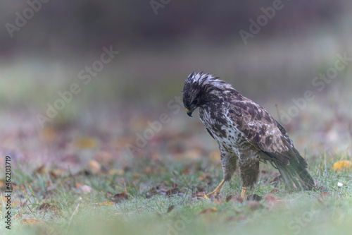 Common Buzzard Buteo buteo in close view