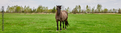 Banner A brown horse with a shaggy tan mane standing in an empty grass field © bondarillia