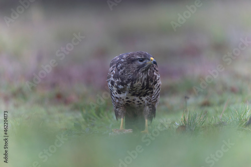 Common Buzzard Buteo buteo in close view