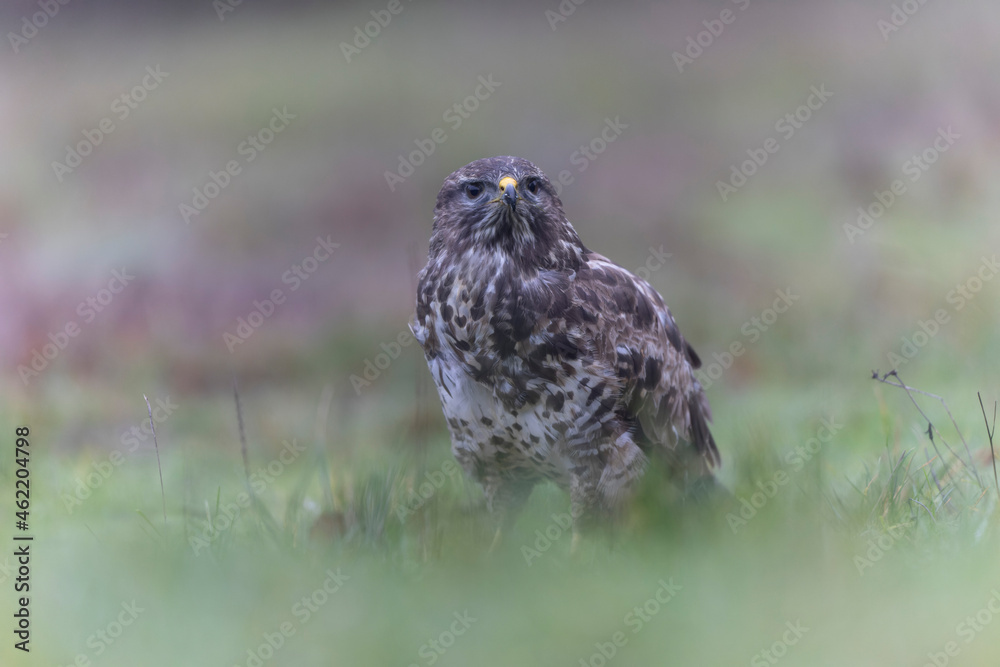 Common Buzzard Buteo buteo in close view Common Buzzard Buteo buteo in close view