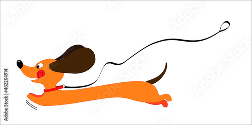 drawn funny red-haired dachshund with protruding tongue and big ears ran away with a leash from the owner, animal in a jump, vector illustration, isolate