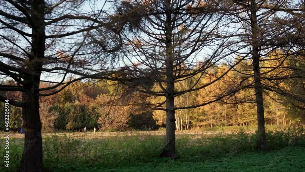 Autumn Park. Field and forest in during sunset, dolly shot Autumn Park. Field and forest in during sunset, dolly shot