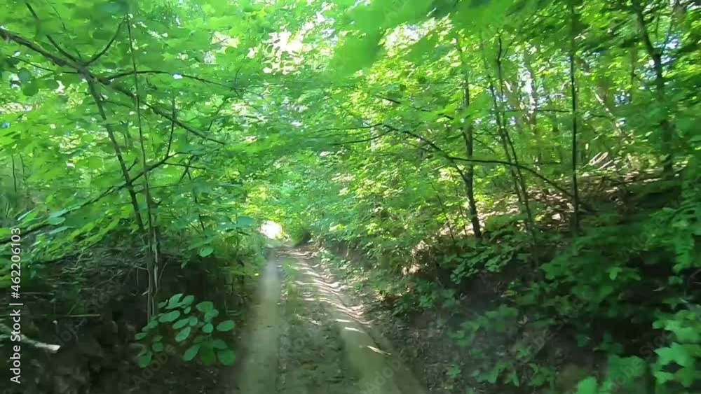 Walk on a country road among the green forest on a sunny summer day. Quality video for your project