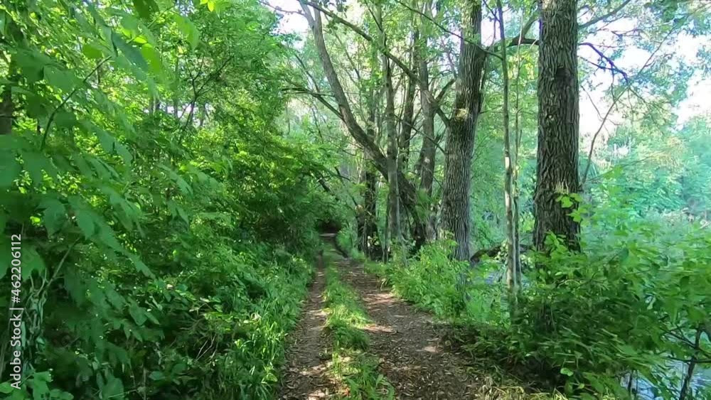 A walk along the river, overgrown with thick greenery. Quality video for your project A walk along the river, overgrown with thick greenery. Quality video for your project