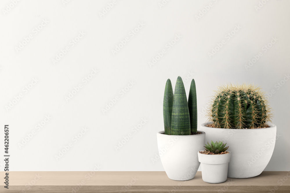 Small cacti with a white wall background - obrazy, fototapety, plakaty 