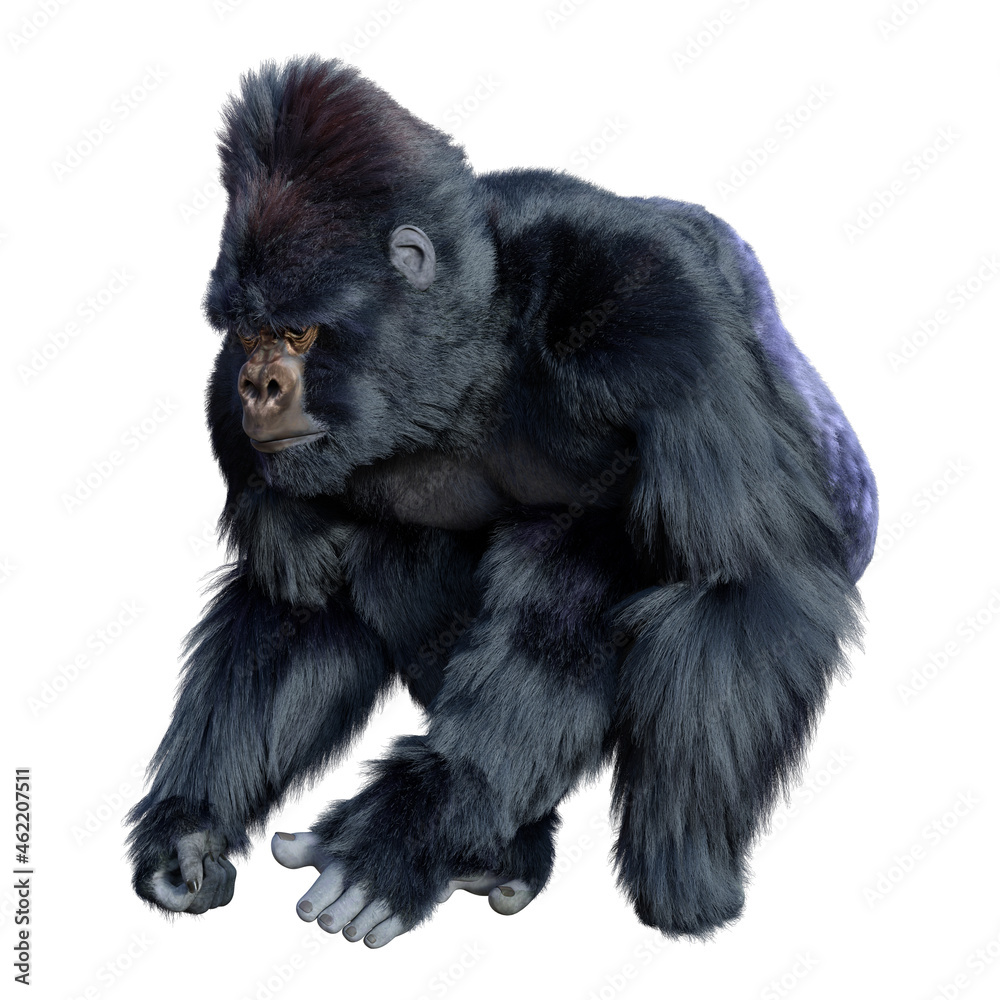 3D Rendering Black Gorilla Ape on White 3D Rendering Black Gorilla Ape on White