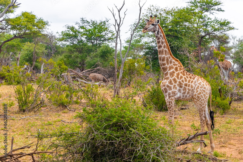 Fototapeta premium Beautiful majestic giraffes zebras Kruger National Park safari South Africa.