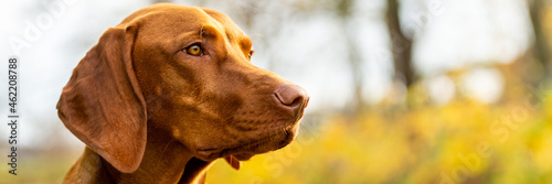 Canvas Print Beautiful purebred hungarian vizsla dog outdoors headshot