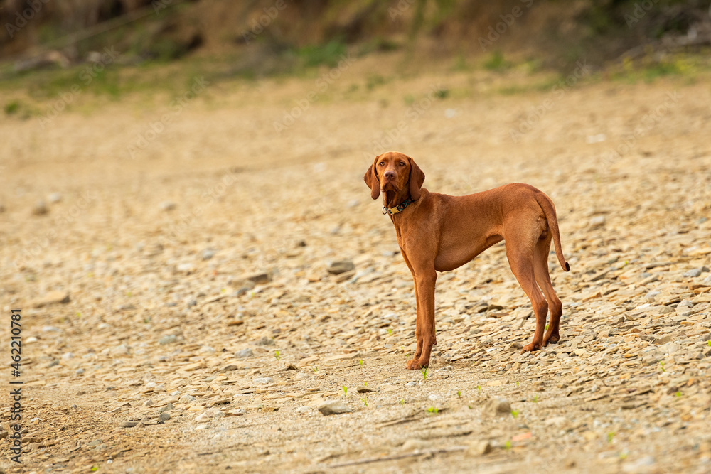 Vizsla puppy on a beach. Full length hungarian vizsla hunting dog outdoors portrait. Vizsla puppy on a beach. Full length hungarian vizsla hunting dog outdoors portrait.