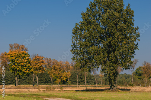 Las i drzewa w jesiennych kolorach