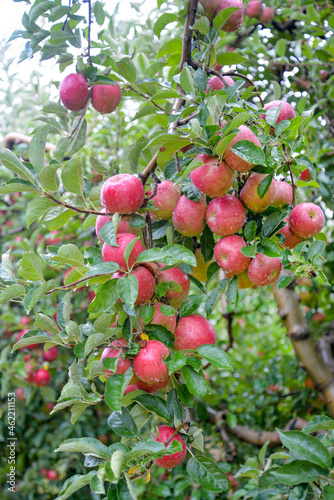 Rain drops on ripe apples in an orchard in autumn