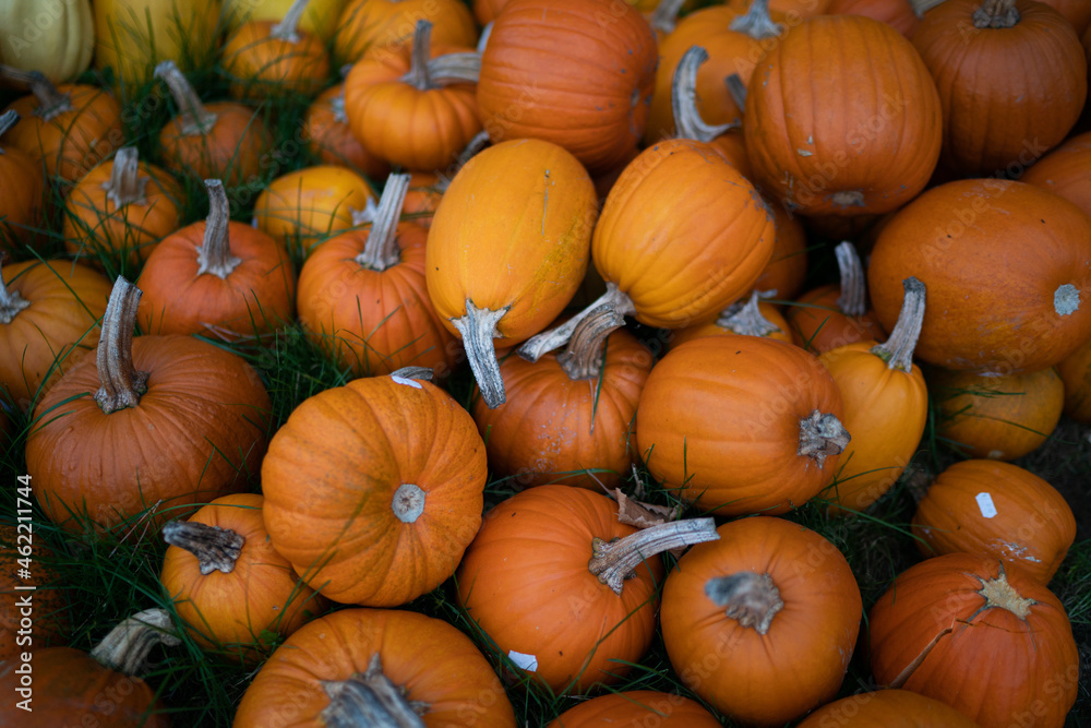 Many orange Pumpkins stacked different sizes Many orange Pumpkins stacked different sizes