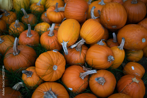 Many orange Pumpkins stacked different sizes