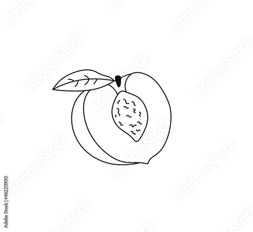 Vector isolated half a sliced peach contour line doodle drawing. Drawn peach with a stone