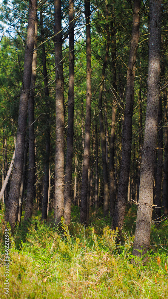 Obraz premium Forêt des Landes de Gascogne, avec ses innombrables rangées de pins