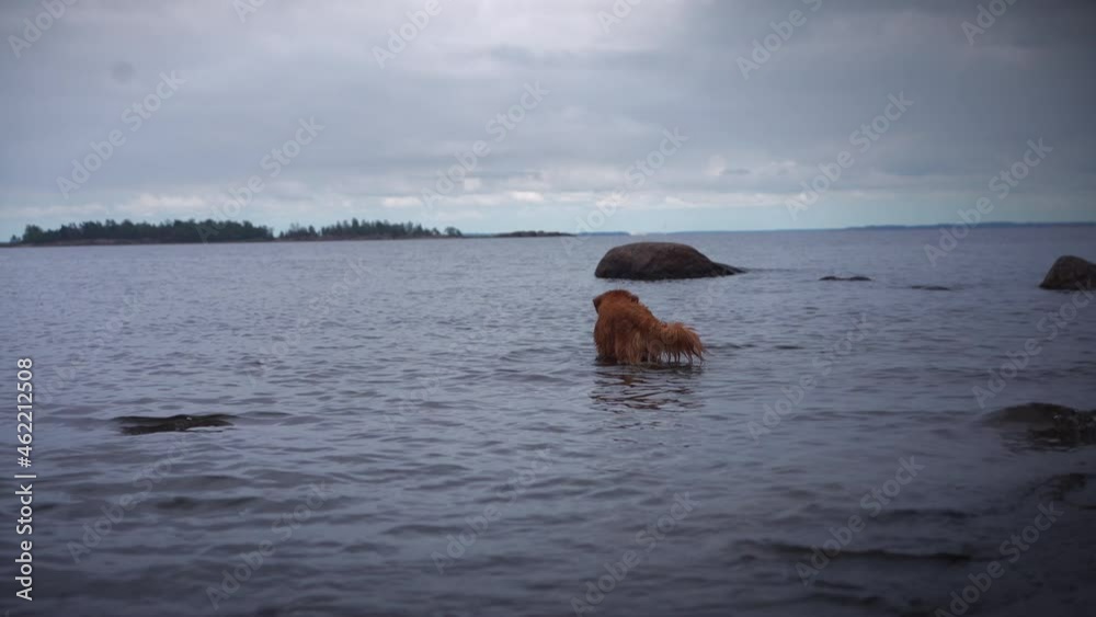 Dog at the sea. The Nova Scotia Duck Tolling Retriever is playing by the water. Dog at the sea. The Nova Scotia Duck Tolling Retriever is playing by the water.