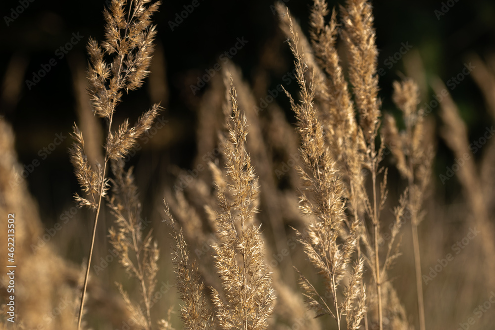 Fototapeta premium Suche trawy na jesiennej łące