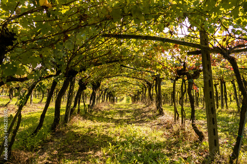 San Colombano e Miradolo Terrme, campagna, natura e scenari rurali