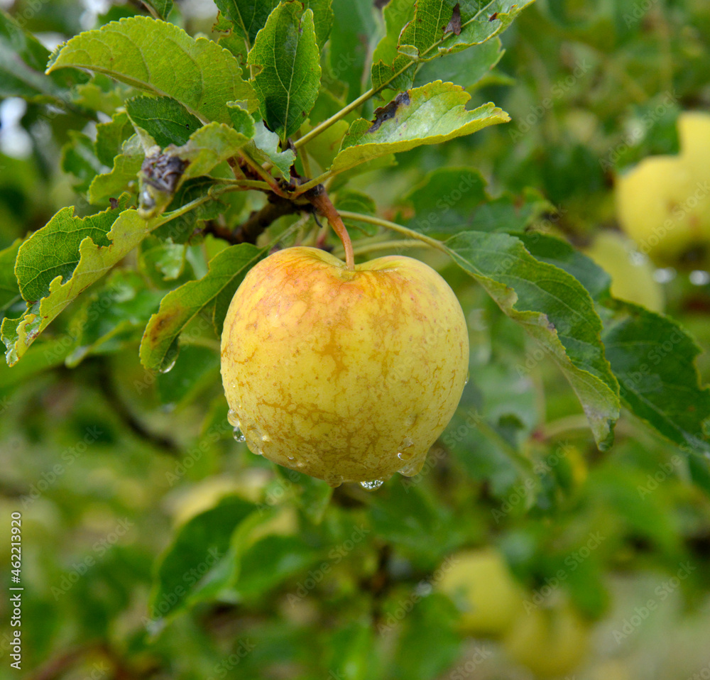 Rain drops on ripe apples in an orchard in autumn