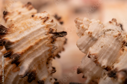 Seashell surface texture, background image, close-up, selective focus.