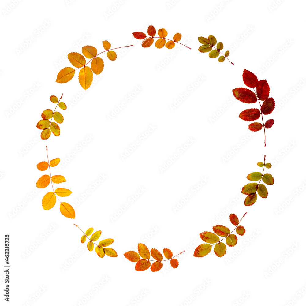 autumn pattern, colorful autumn rosehip leaves framing a circle shape, isolate on a white background, fallen leaves texture, space for text autumn pattern, colorful autumn rosehip leaves framing a circle shape, isolate on a white background, fallen leaves texture, space for text