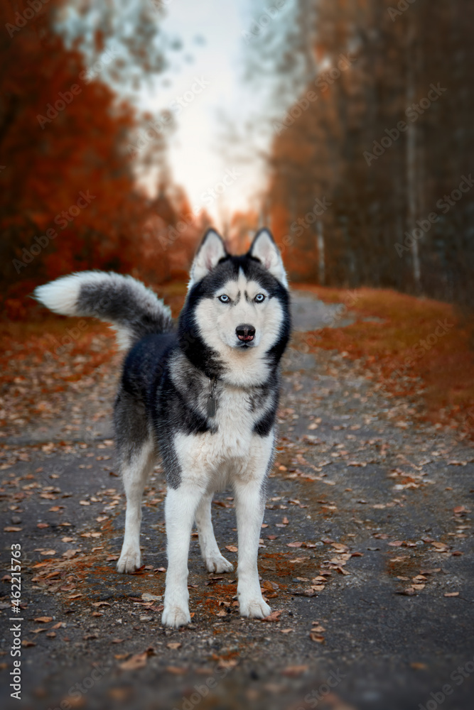 Siberian husky dog stands on the path in the autumn park