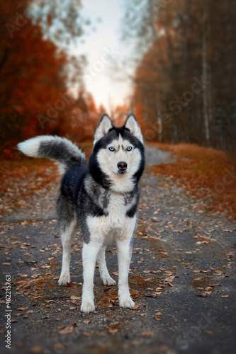 Siberian husky dog stands on the path in the autumn park