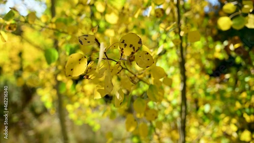 Golden aspens at the end of the fall season turning brown blowing in the wind, close up photo