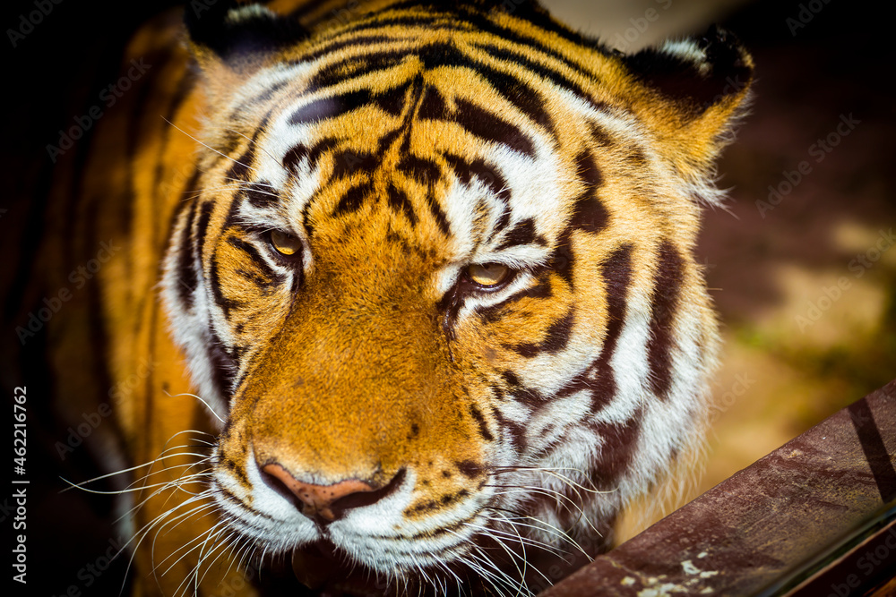 Fototapeta premium Cabeça de Tigre e zoo
