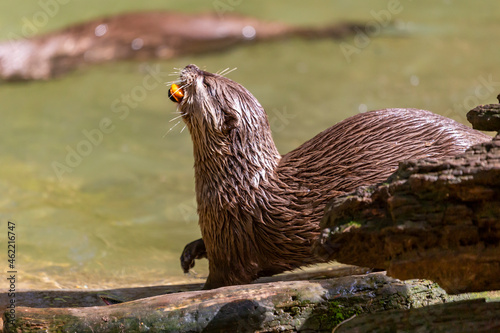 Lontra Asiática em zoo photo