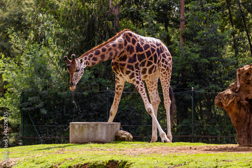 Girafas em cativeiro photo