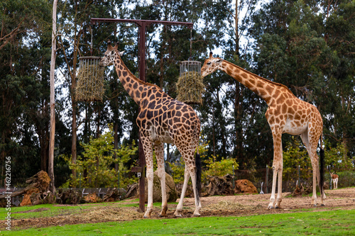 Girafas em cativeiro