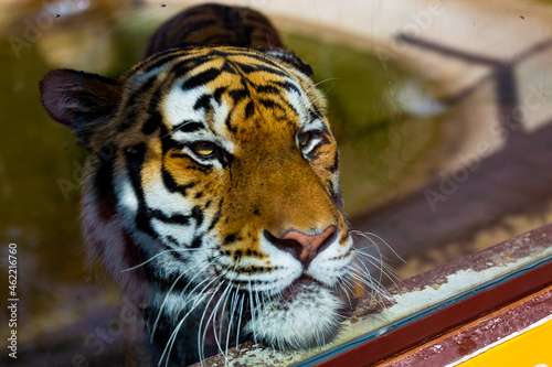 Cabe  a de Tigre em zoo
