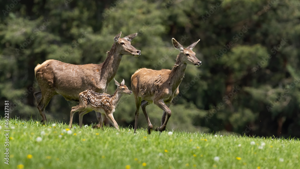 Group of red deer, cervus elaphus, running on green field in spring. Two hinds with cub in dynamic motion on meadow. Mothers with young spotted animal sprinting on glade.
