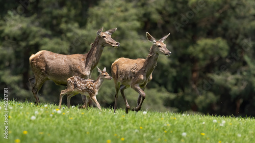 Obraz na płótnie Group of red deer, cervus elaphus, running on green field in spring. Two hinds with cub in dynamic motion on meadow. Mothers with young spotted animal sprinting on glade. w salonie