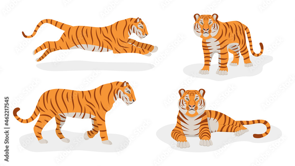 Set of tigers isolated on a white background. Front and side views. Symbol of 2022. Chinese New Year. Vector. Cartoon style Set of tigers isolated on a white background. Front and side views. Symbol of 2022. Chinese New Year. Vector. Cartoon style