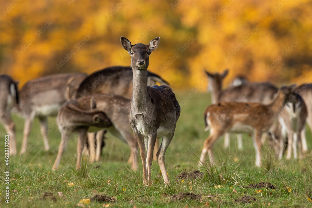 Obraz premium Female fallow deer, dama dama, looking to the camera on meadow. Group of spotted hinds standing on field in autumn. Brown mammals watching on grass.