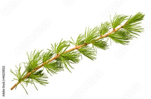 Canvas-taulu Larch branch